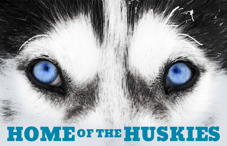 Closeup of a husky "Home of the Huskies"